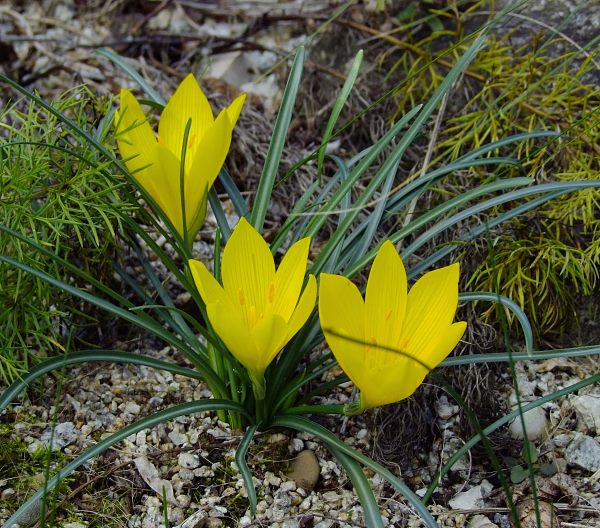 Sternbergi lutea ssp. angustifolia