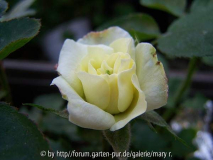 Avatarcomp_Säml2010,kinder 082.jpg
