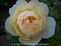 Avatarcomp_Säml2010,kinder 092.jpg