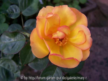 Avatarcomp_Säml2010,kinder 073.jpg