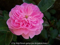 Avatarcomp_Säml2010,kinder 010.jpg