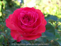Avatarcomp_Säml2010,kinder 005.jpg