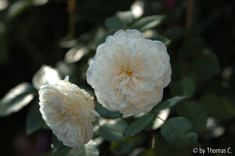 Sombreuil im August