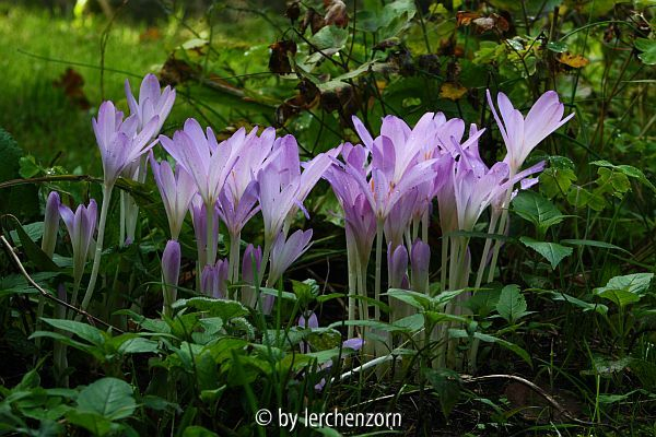 Herbstzeitlose (Colchicum autumnale)