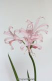 Nerine (Nerine bowdenii)