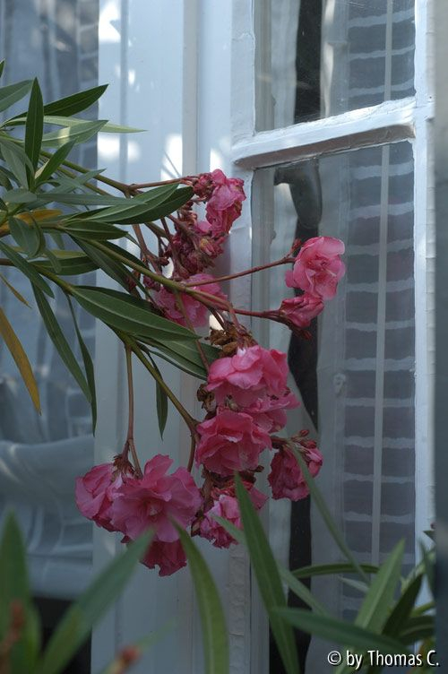 Oleander klopft ans Fenster