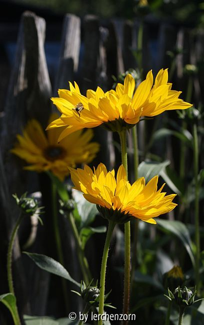Stauden-Sonnenblume (Helianthus atrorubens Sorte: MONARCH)