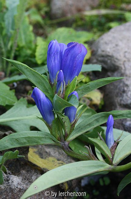 Enzian (Gentiana makinoi)