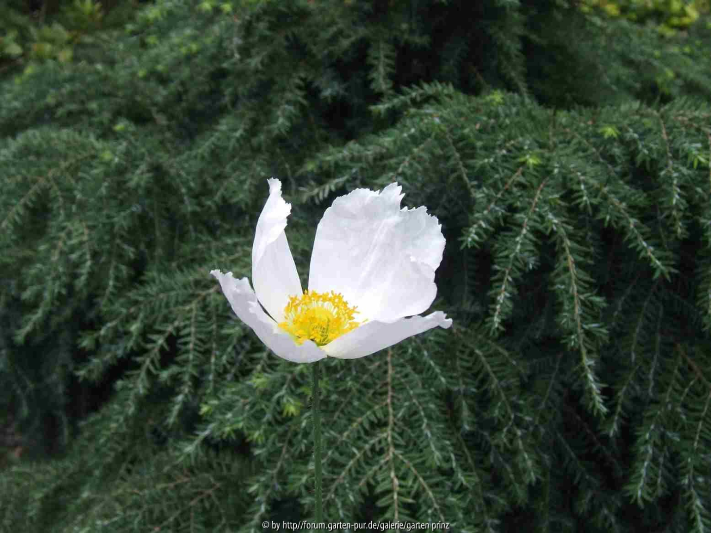 Papaver anomalum Album