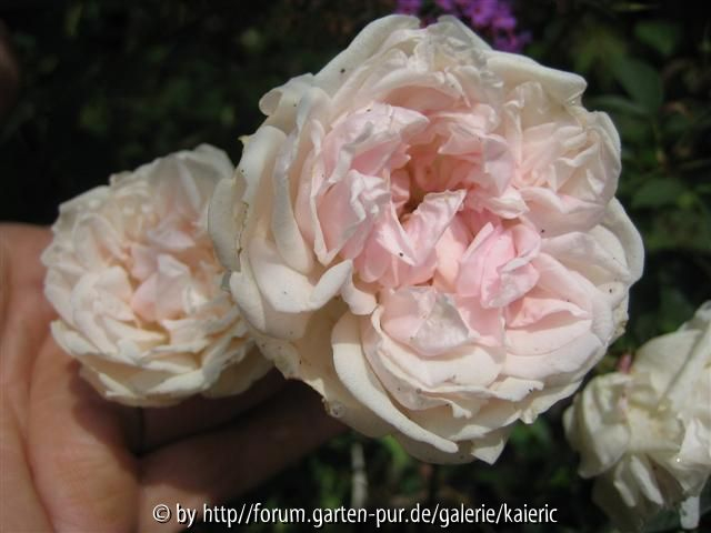 fru michelsens manetsrose