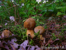 Sommersteinpilz