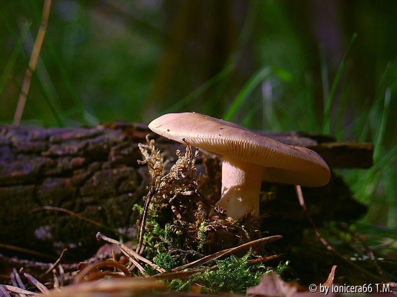 Scheidenstreifling,verfärbender