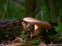 Scheidenstreifling,verfärbender