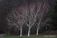 Birken - 3 Grazien im Grüngürtel
