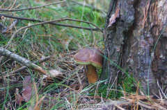 Marone (Xerocomus badius)