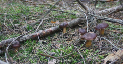 Maronen (Xerocomus badius)