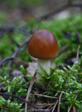 Plisseeröckchen (Amanita fulva)