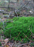 Haarmoos (Polytrichum spec.)