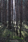 Märkisches Stangenholz 1