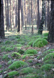 Märkisches Stangenholz 2