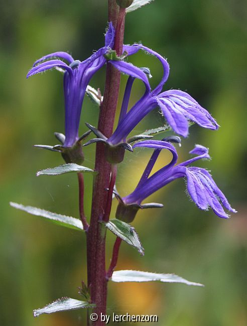Lobelie (Lobelia sessilifolia)