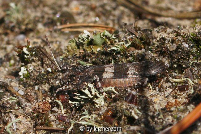 Blauflügel-Ödlandschrecke (Oedipoda caerulescens)