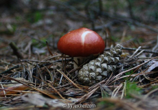 Täubling (Russula spec.)