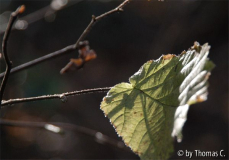 Herbstlicht