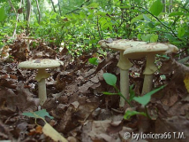 gelber Knollenblätterpilz