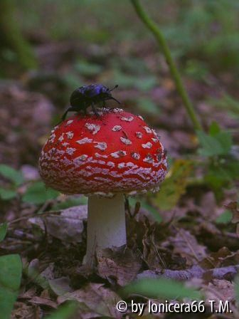 Fliegenpilz
