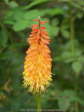 Kniphofia