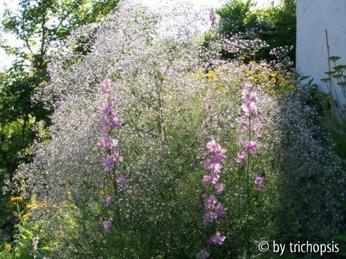 Gypsophila paniculata gesamt