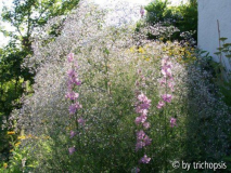 Gypsophila paniculata gesamt