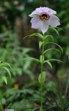 Nomocharis farreri