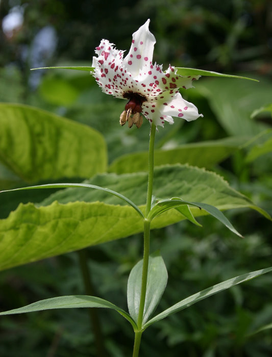Nomocharis meleagris(?)/pardanthina(?)