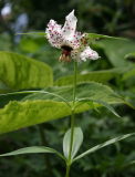 Nomocharis meleagris(?)/pardanthina(?)