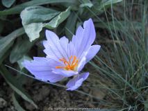 Anomalie von Crocus speciosus?