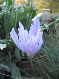 Crocus_speciosus_anomalie2.jpg