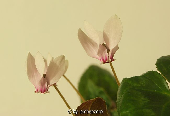 Algerisches Alpenveilchen (Cyclamen africanum)
