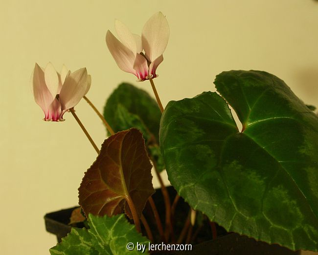 Algerisches Alpenveilchen (Cyclamen africanum)