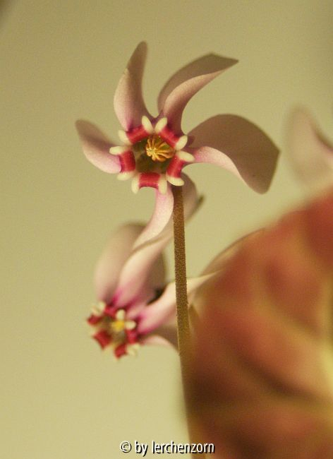 Algerisches Alpenveilchen (Cyclamen africanum)