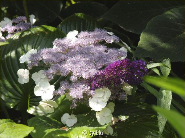 Hydrangea aspera ssp. robusta