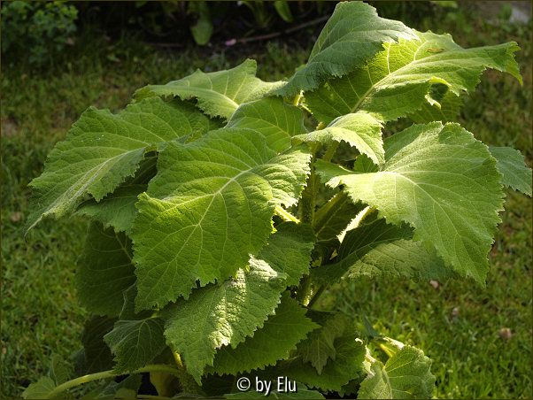 Unbekannte Hydrangea aspera
