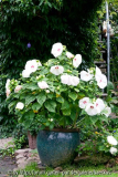 Riesenhibiskus