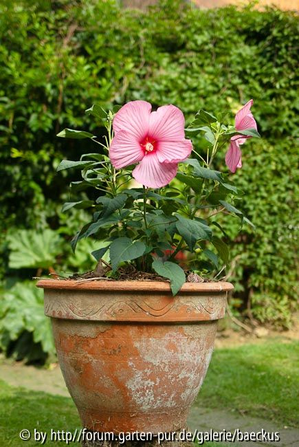 Riesenhibiskus,rosa