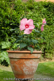 Riesenhibiskus,rosa