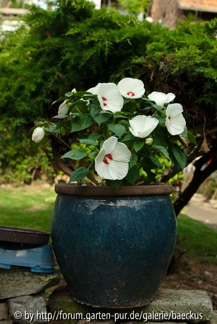 Riesenhibiskus,2009
