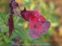 Salvia x jamensis Smokey Elisa