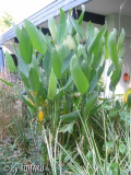 Filterteich mit Thalia dealbata
