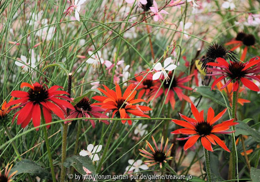 Echinacea Summer Sky